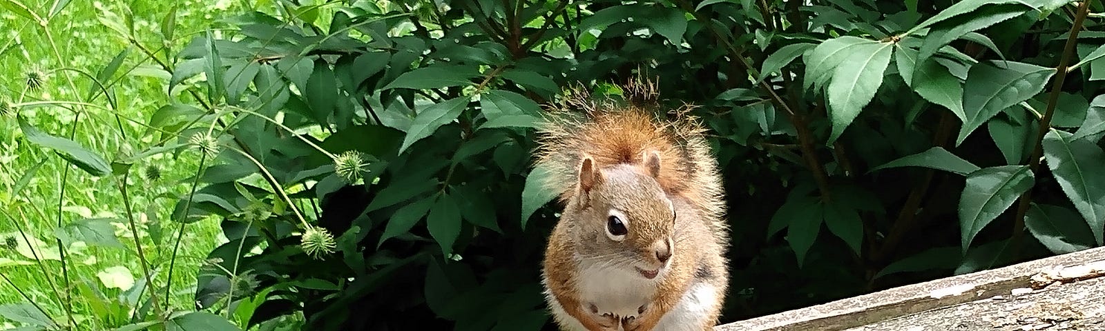 A small red squirrel looking coy.