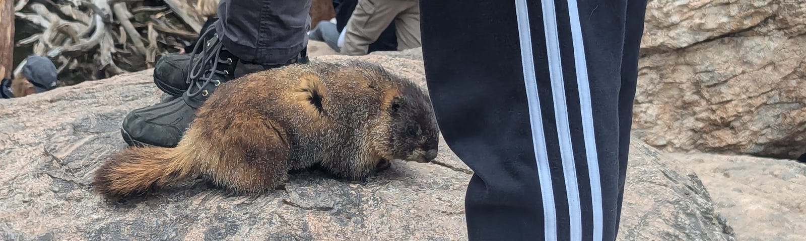 A few human legs are shown to face one direction because these people are looking at the view. A marmot is walking in the other direction between people.