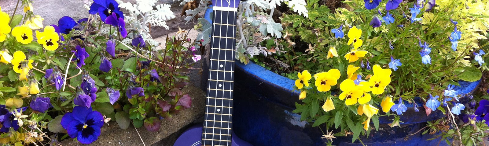 A blue ukulele rests against some pots with blue and yellow flowers in them.