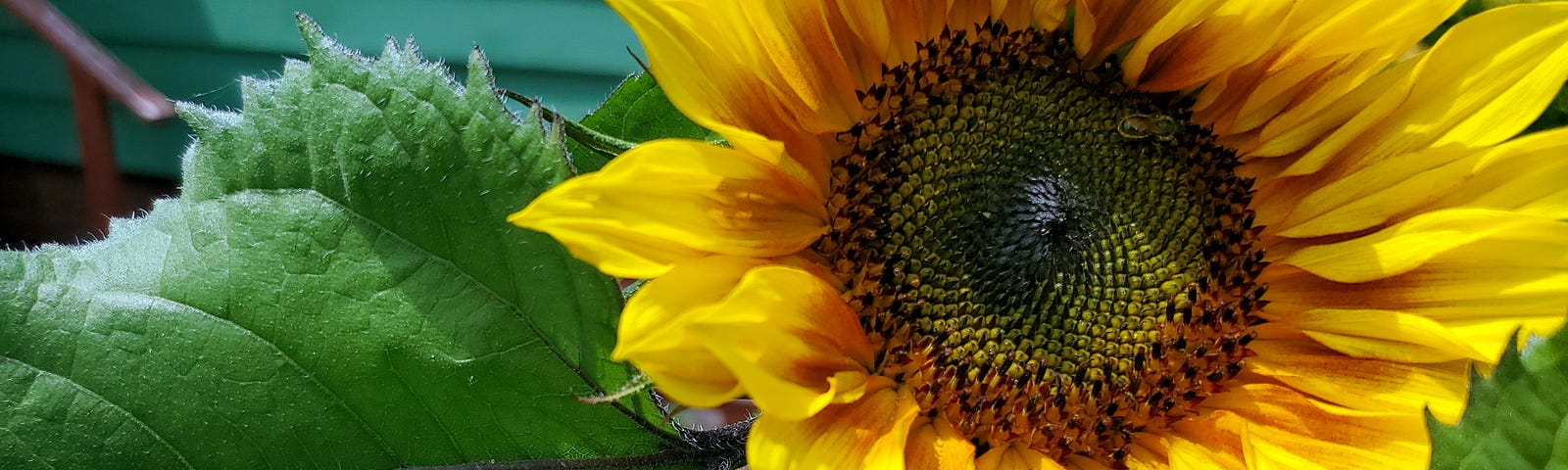A sunflower with yellow and reddish petals and a red ring around the yellow-brown middle with a small pollinator insect in the upper right of the center. Behind the sunflower are the large green leaves and stem of the flower.