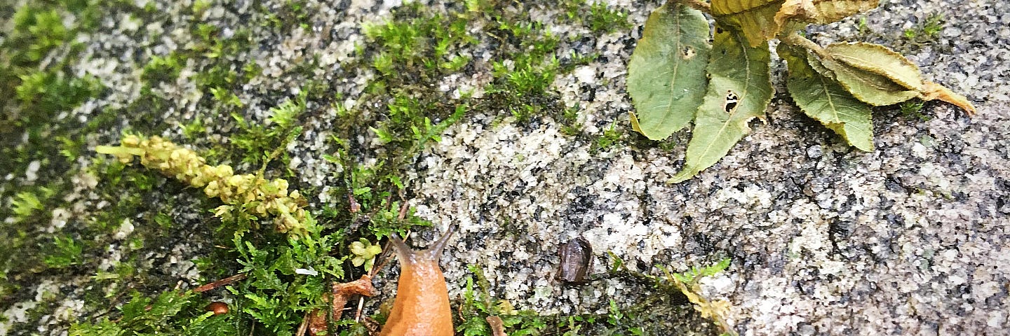 An orangeish slug on a mossy rock