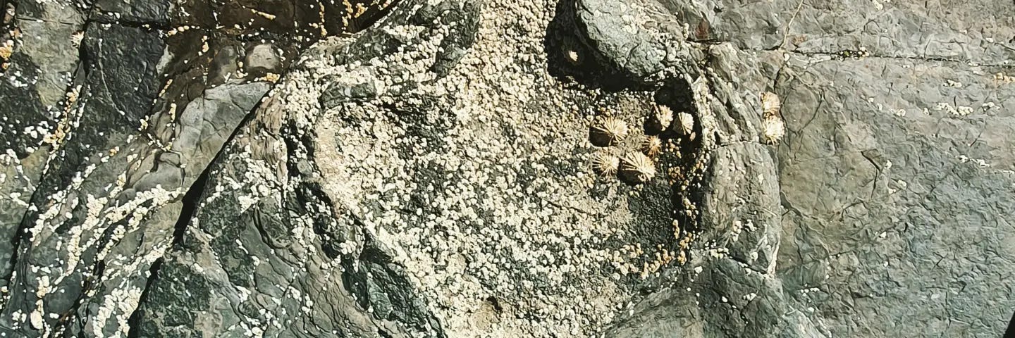 An imprint of a three-toed dinosaur footprint in a grey rock encrusted with barnacles and limpets, with human feet feet to show the scale. The dinosaur footprint is at least twice the length of the human foot, and about 4 times wider.