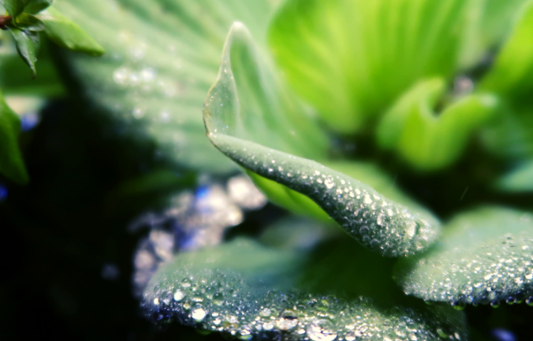 water lettuce