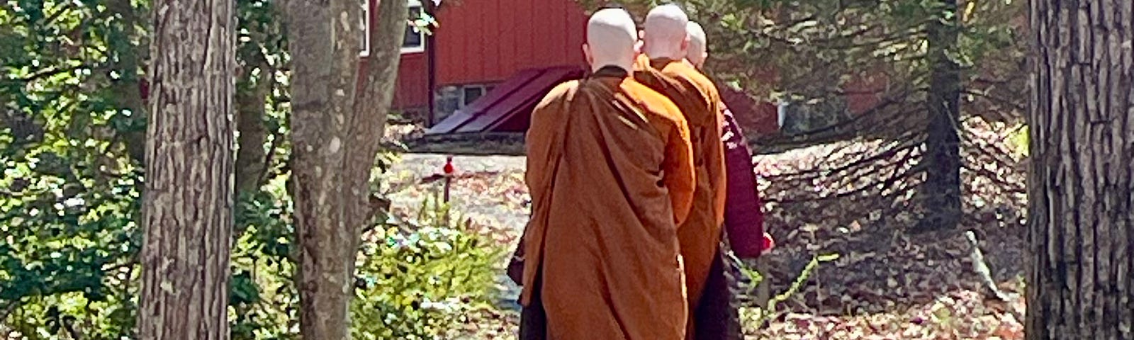 Three Buddhist nuns dressed in saffron robes with shaved heads walking on a gravel path, seen from the back.