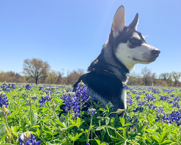 Four-month old Husky dog sitting and looking beautiful in a field of bluebonnets