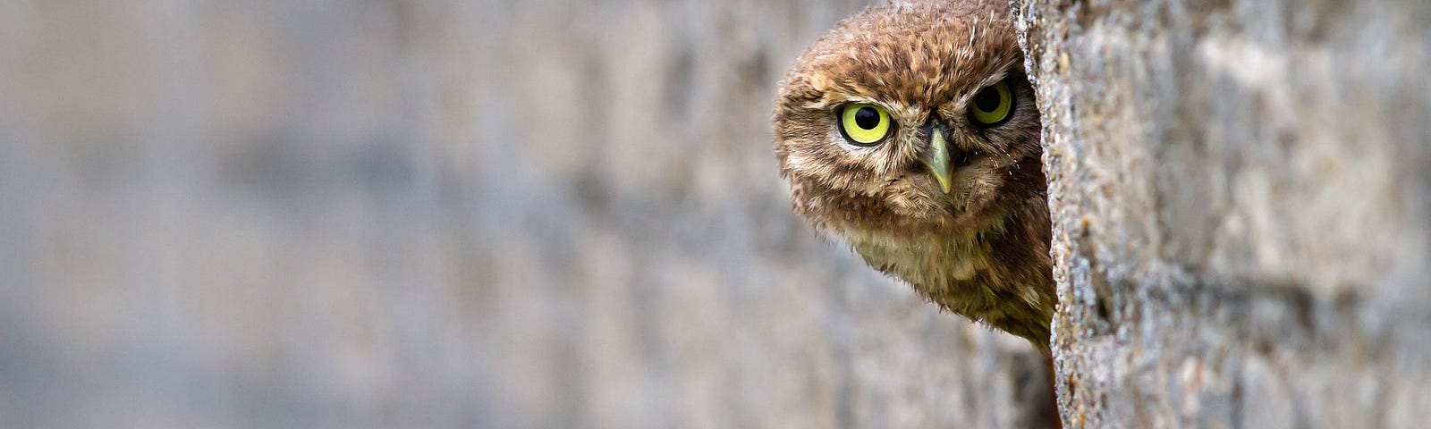 Image of a Little Owl peering out from behind part of a wall