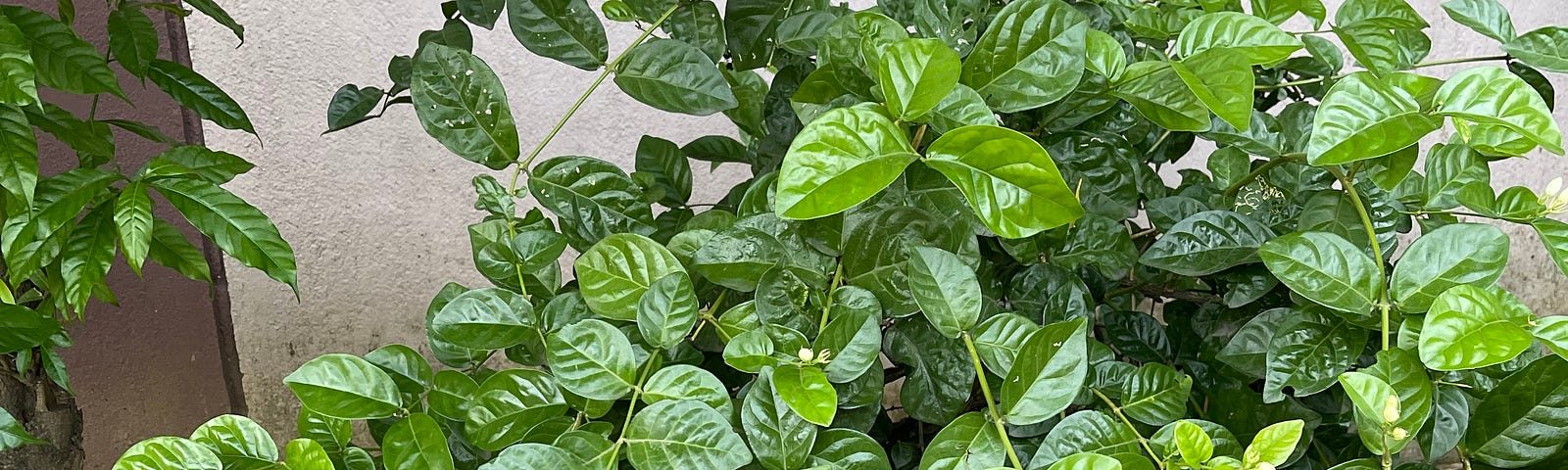 A jasmine shrub in bloom. Small white buds grace a bright green shrub with ovoid leaves. There is a painted wall behind the shrub.