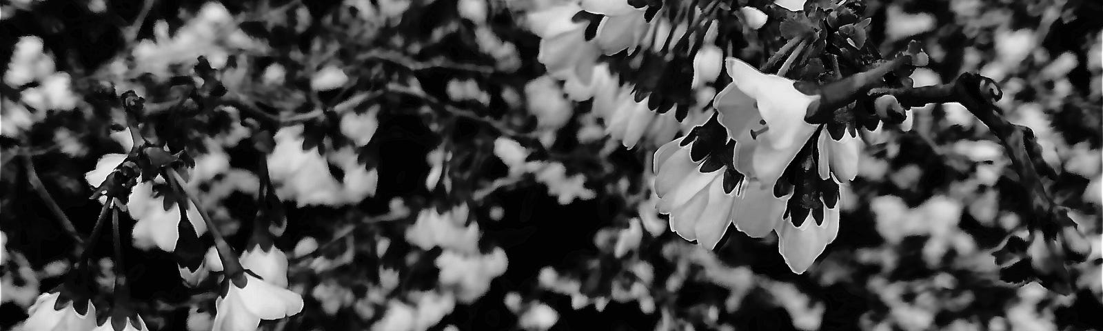 Flowers in black and white