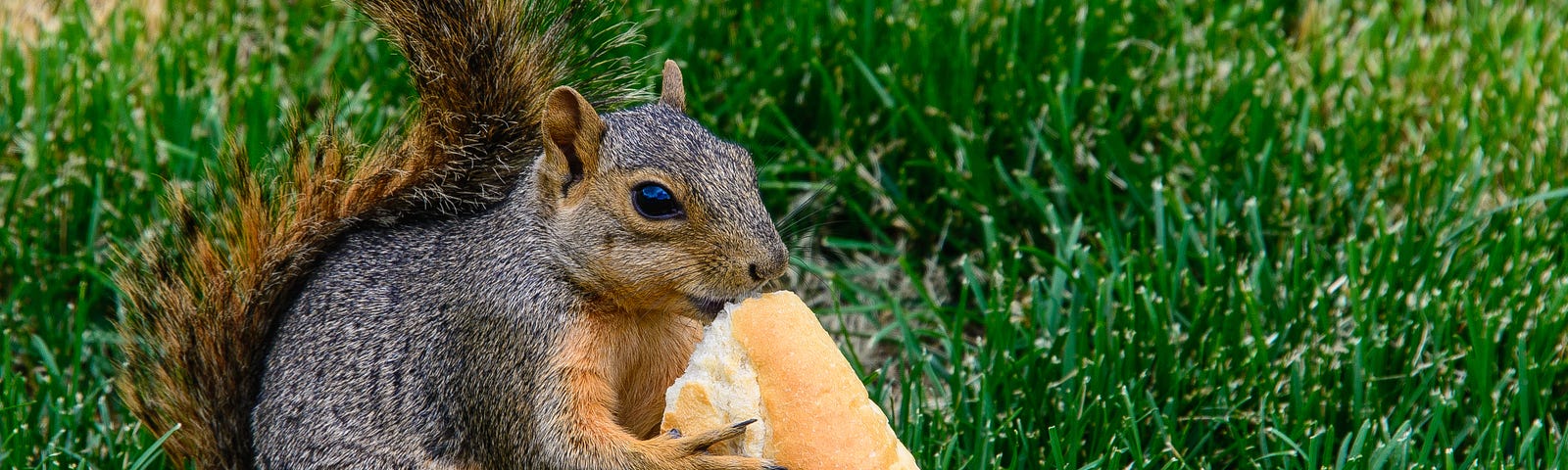 grey squirrel eating a chunk of bread