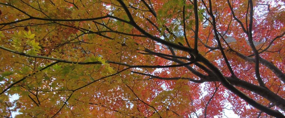 Fall leaves tower overhead