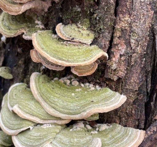 green shelf fungus on tree bark