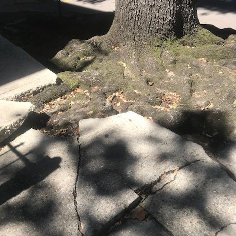 Cracked sidewalk pavement with tree roots growing under it.