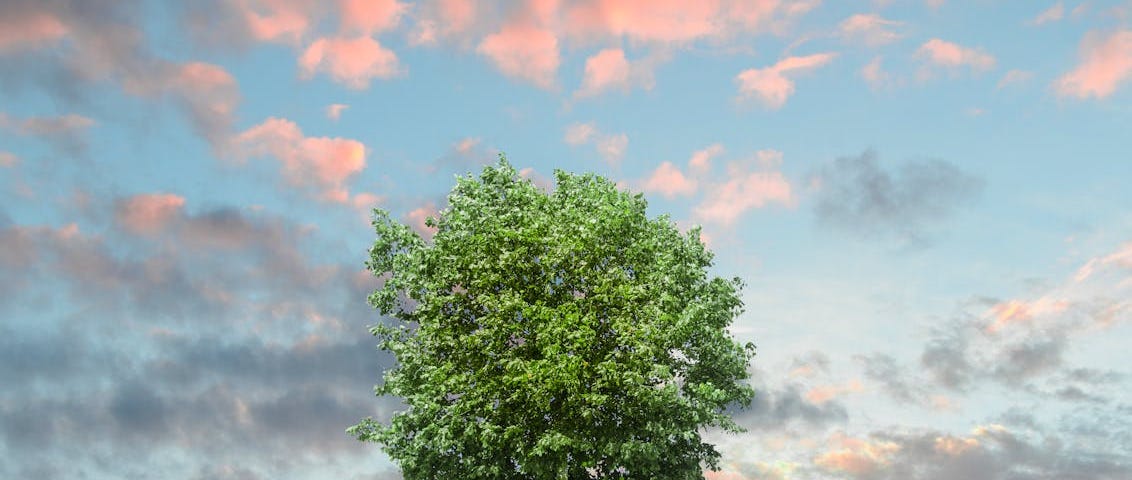 This is a photo of a tree surrounded by a bright sky with pink clouds.