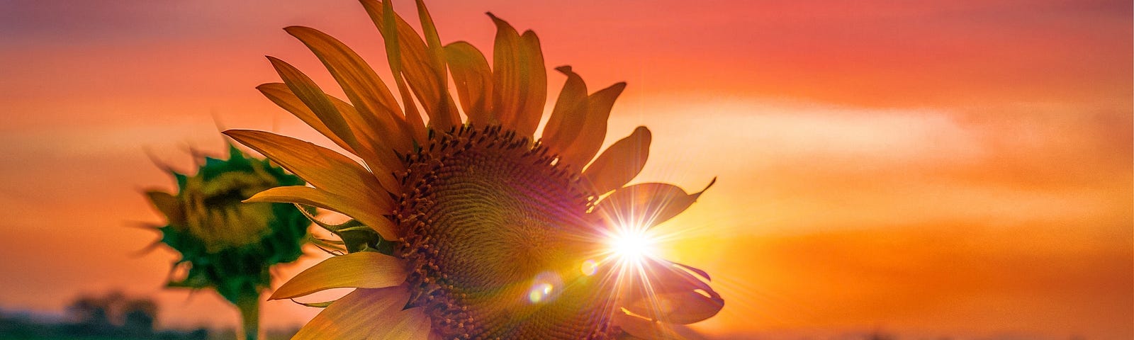 Sunflower at Sunset. Photo by Rehan Shaik on Unsplash