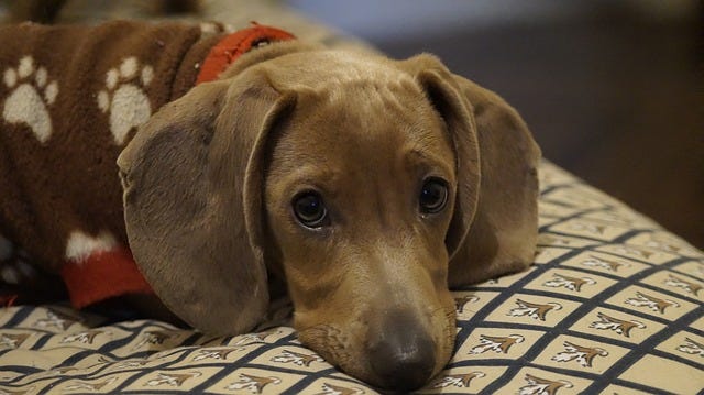 Dog, dachshund, brown sausage dog, puppy rests his head on a dog beg and is covered with a fleece blanket, soulful eyes