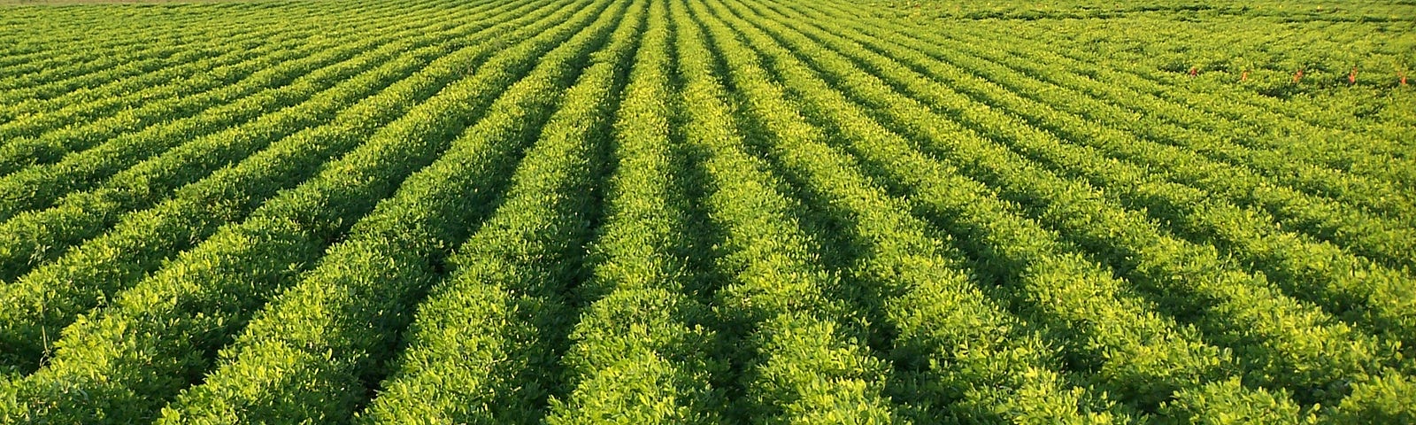 Rows of short green peanut plants.