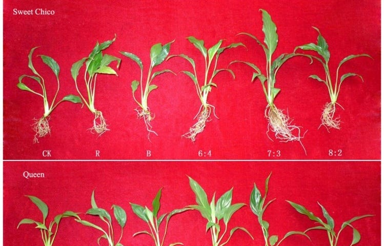 The roots, stems, and leaves of two different cultivars of peace lilies, grown under six different light ratios.