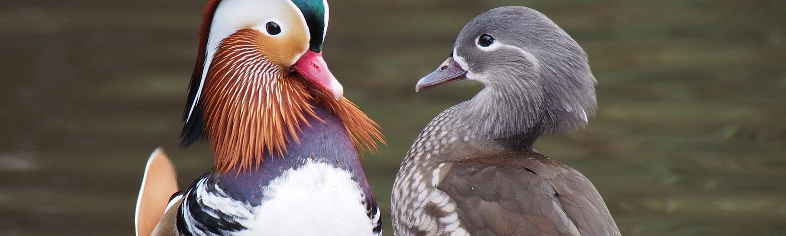 A photograph of a pair of Mandarin ducks with dramatically differently bills and feathers in Martin Mere, UK