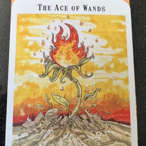 A picture of the Ace of Wands tarot card. It’s a flower growing out of dry land, and the flower is a flame.