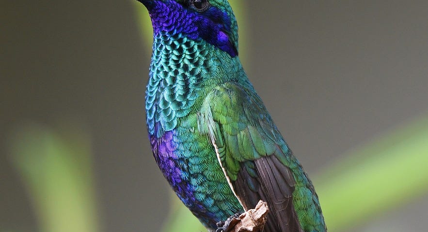 A beautiful bird in all its blue and green glory.