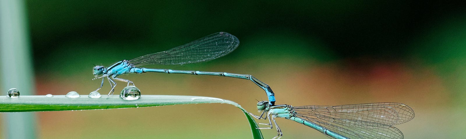 2 Blue Dragonflies on a leaf.