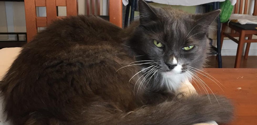 A beautiful dark grey and white cat sits on a white pillow.