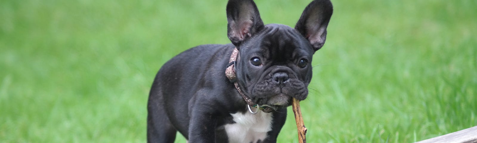 Black and white French Bulldog with stick in its mouth.