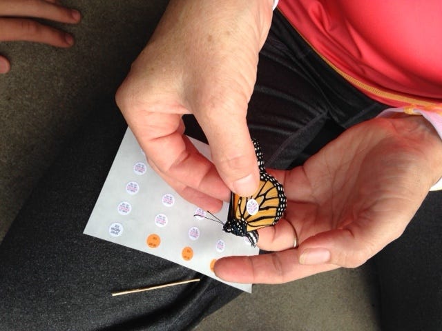 Holding a monarch butterfly and placing a migration tracking tag on the wings