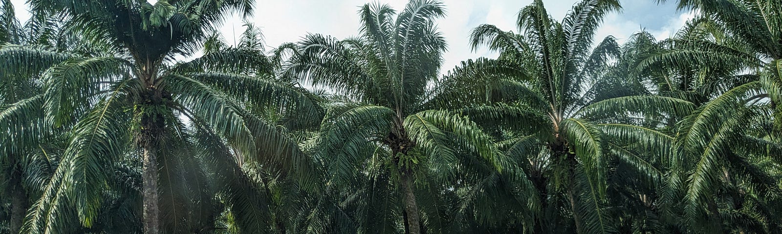 Several palms with some grass in the foreground, beneath a cloudy sky