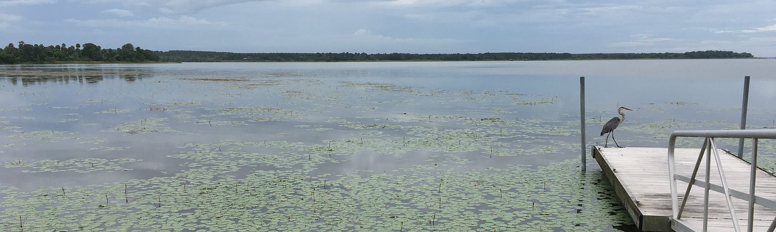 A swamp lake covered in lilypads in Florida. A blue heron sits on the dock.