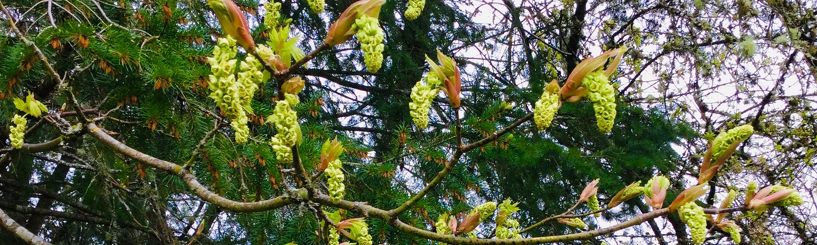 Big Leaf Maple Catkins against a background of Fir branches and grey skies.