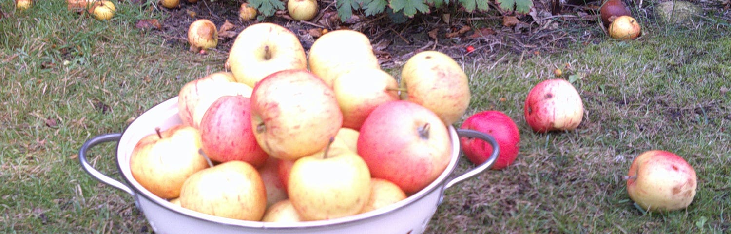 A pile of red & yellow-green apples in a colander, with a scattering of windfalls around it.