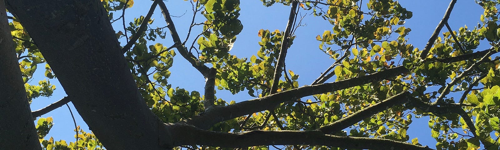 A tree with green-yellow leaves against a sky of clear blue, viewed upside down