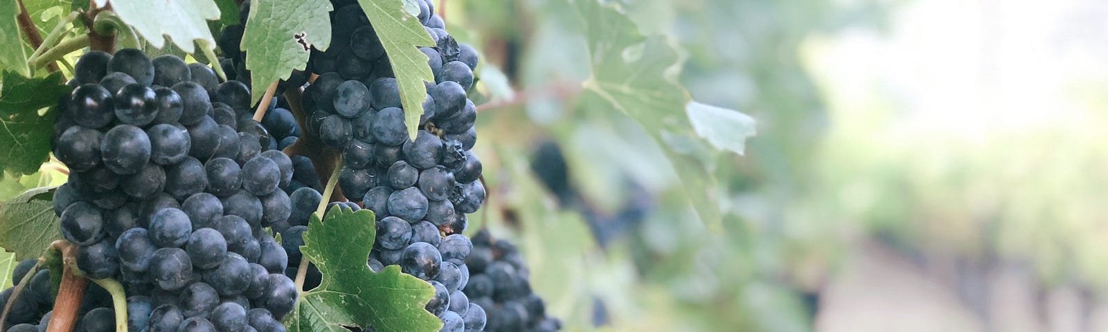 A close-up of wine grapes fully harvested on the vine with a blurred out background of a vineyard.