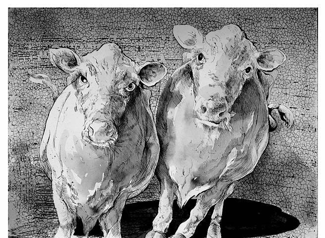 Black and white drawing of two calves