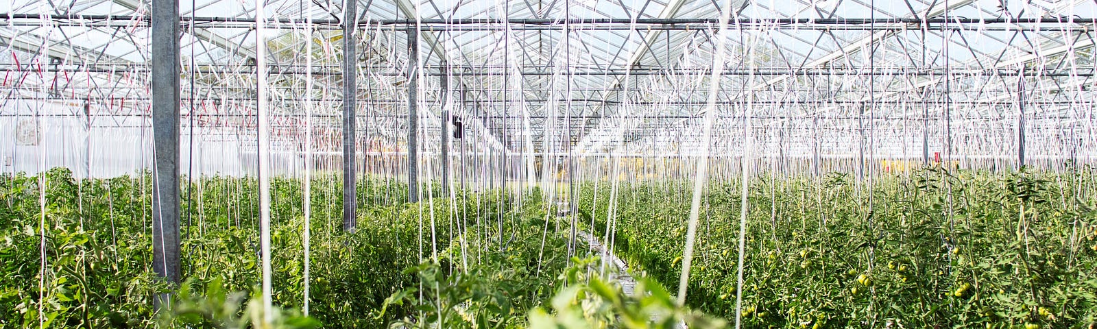A greenhouse: rows of plants with long white watering tubes hanging down from the ceiling.
