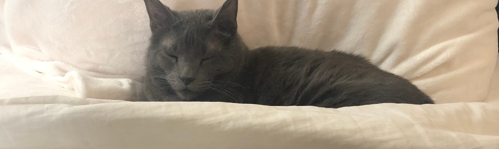 A gray cat sleeps in its human’s bed.