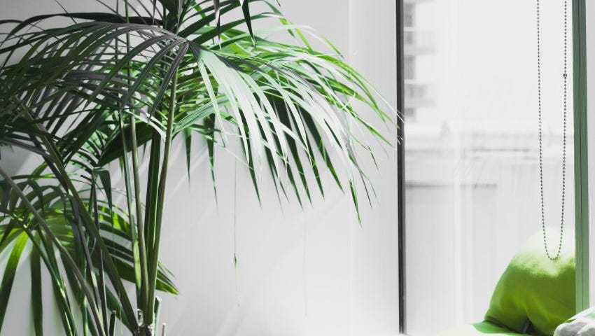 apple laptop sitting on stool next to a green palm tree. Window in background with green pillows.