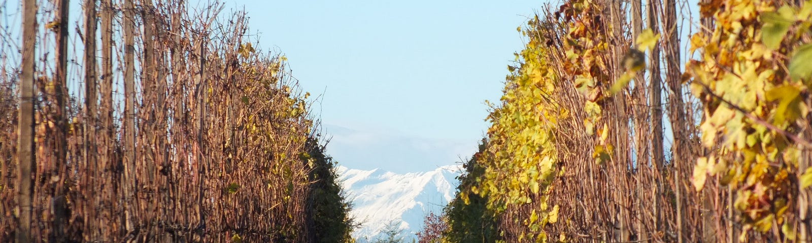 Vines in Maggiora, Boca PDO wine