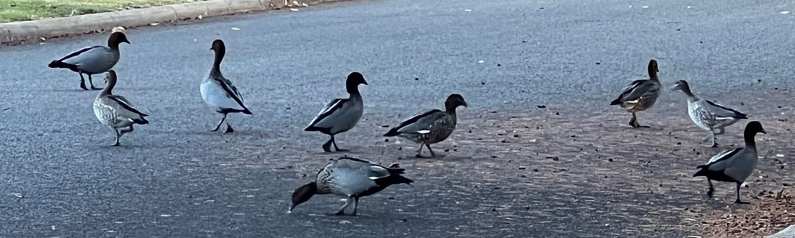 Ducks on a road