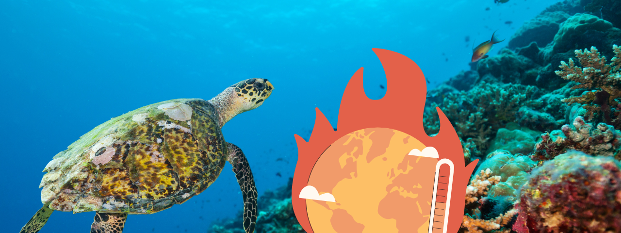 A digitally edited image of a sea turtle swimming above a vibrant coral reef, with small fish in the background. An overlaid graphic of a flaming Earth with a thermometer symbolizes global warming and its impact on marine ecosystems. The image highlights the connection between climate change and the survival of coral reefs and marine life