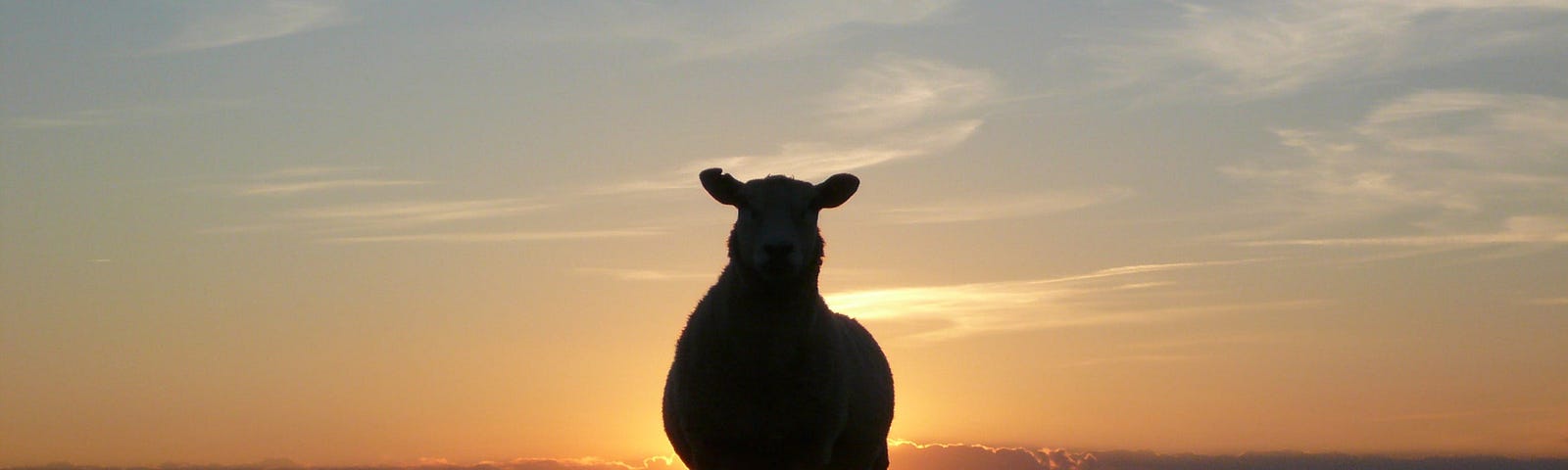 A sheep in sillhouette against the sunset