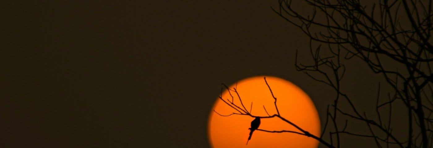 Silhouetted bird on a branch with an orange moon