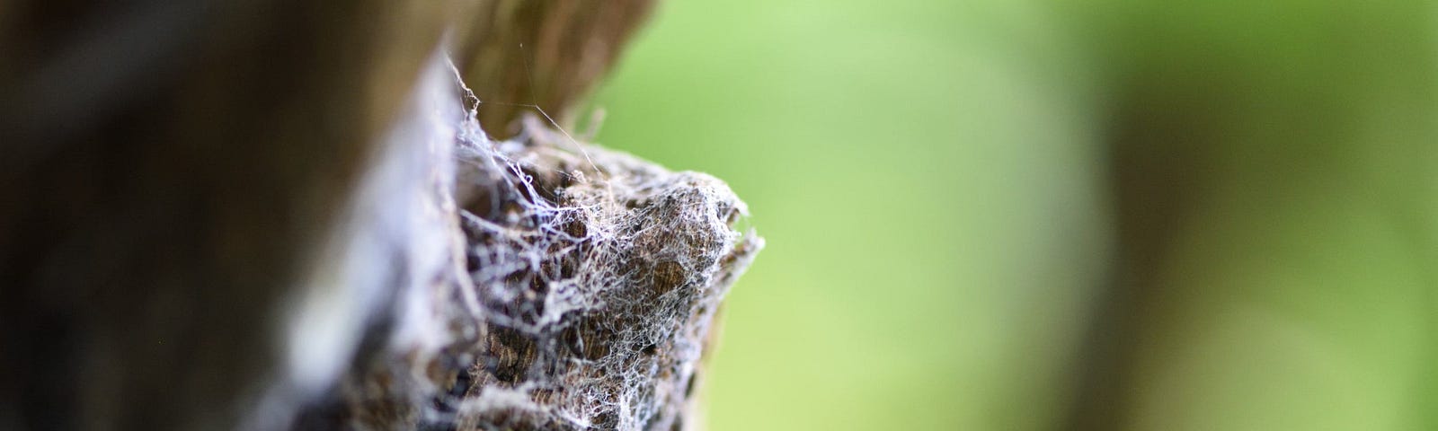 An image I didn’t initially include in my selection: cobwebs on a tree trunk. Exported from NX Studio with the in-camera settings and exposure compensation dialed up a bit. Oberhausen, Germany, September 29, 2023.