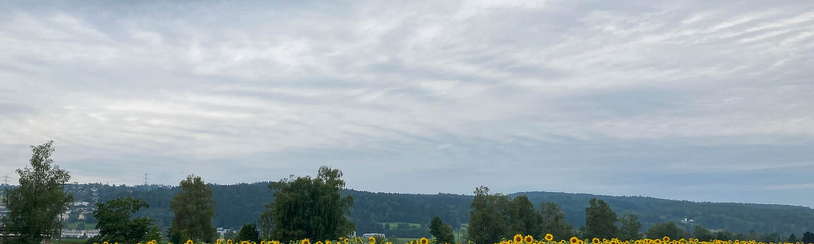 Path stretching in opposite directions in front of field of sunflowers
