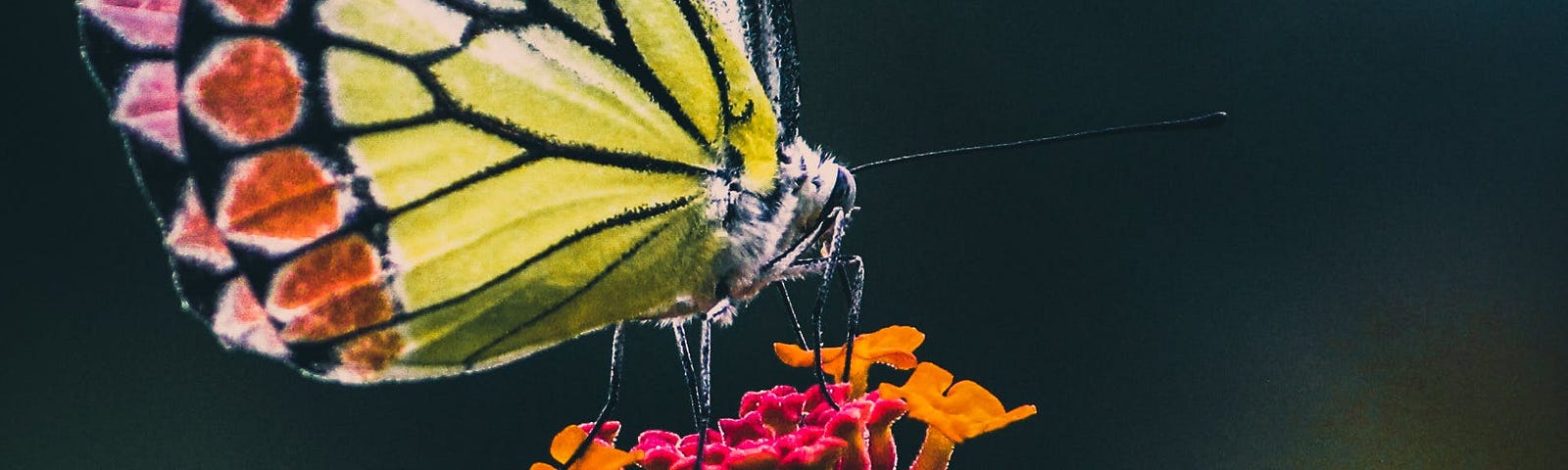 Multi-coloured butterfly sitting on a soft and tender flower