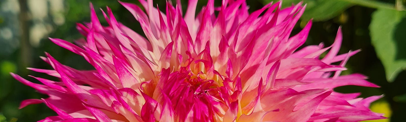 A bright pink Fimbriata Frilly dahlia flower in the sun