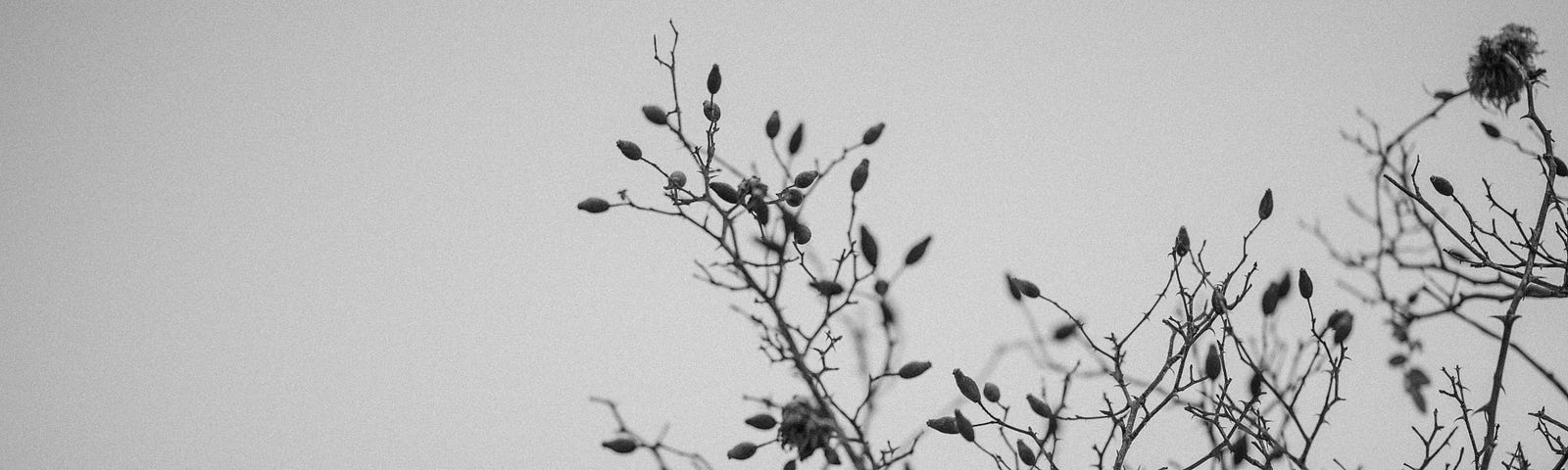 A black and white image of wild rosehips against a grey sky.