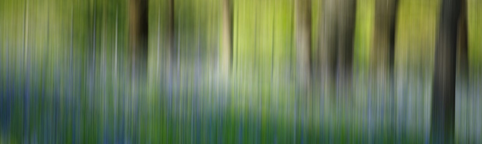 Camera movement photo of bluebells in a wood
