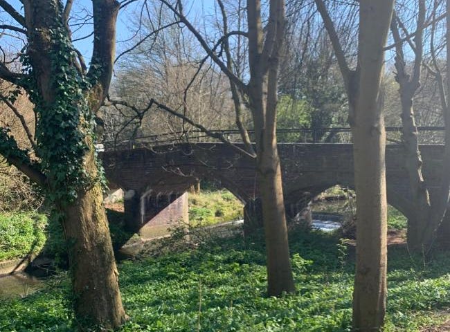 Local Wild Garlic Foraging spot